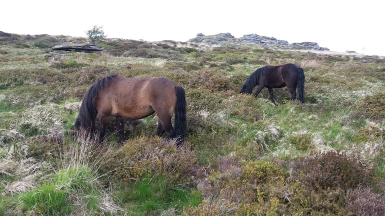 Dartmoor Ponies 2- Outreach, DPHT.jpg